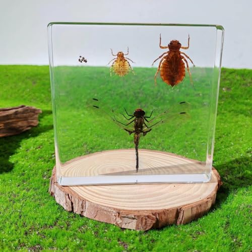 Lifecycle of Dragonfly in Resin, Real Dragonfly Specimens Block Nymph for Oddity Taxidermy Paperweight, Science Education Anatomy Model, Nature Decor Gift Mgrlfbl(Odonata) - size: Lifecycle Dragonfly