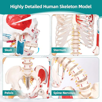 70.8" Bendable Spine Skeleton Anatomy Model, Muscle Insertion & Ligaments - color: Red+White, size: 70.8"H-Bend