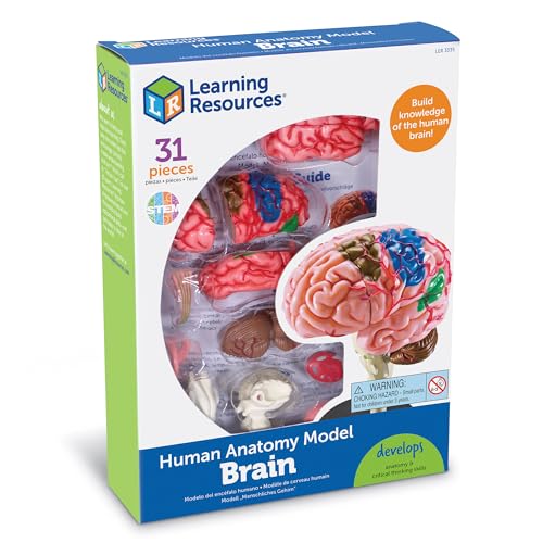 Learning Resources Human Anatomy Model Brain