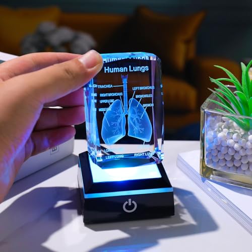 Movdyka 3D Human Lung Anatomy Model Biology Doctor Gifts for Men - color: Lung