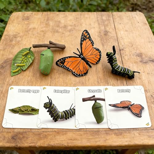 Montessori Life Cycle Animal Figures with Flash Cards, Lifelike Animal Growth Cycle Biological Model Set (Butterfly) - style: Butterfly