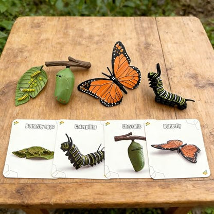 Montessori Life Cycle Animal Figures with Flash Cards, Lifelike Animal Growth Cycle Biological Model Set (Butterfly) - style: Butterfly
