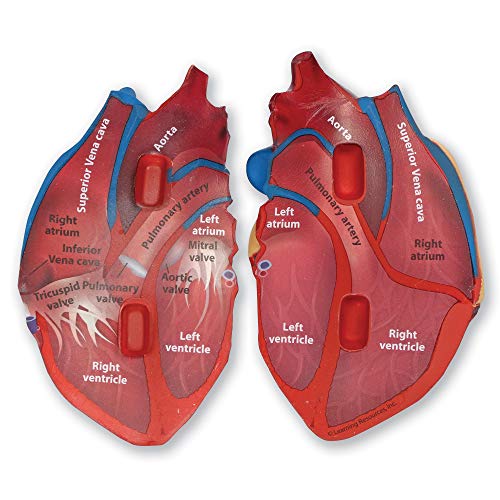 Learning Resources Cross-Section Human Heart Model