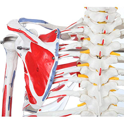 Axis Scientific Flexible Skeleton Anatomical Model