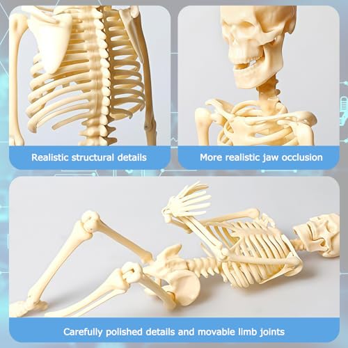 Mini Human Skeleton Model,Skeleton Teaching Model,Easy to Assemble, Removable Spine Whole Body for Study Teaching Demonstration - style: Full skeleton Set