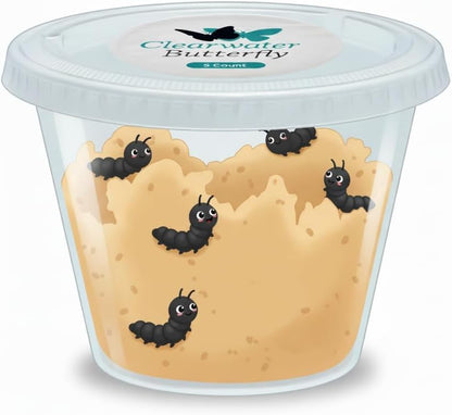 Live Painted Lady Caterpillars to Butterflies, Choose Your Quantity Kit
