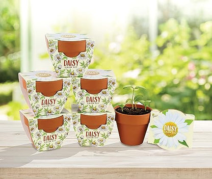 BUZZY Seeds Daisy Daydream Grow Kit 6-Pack, Mini Terracotta Pots, Indoor