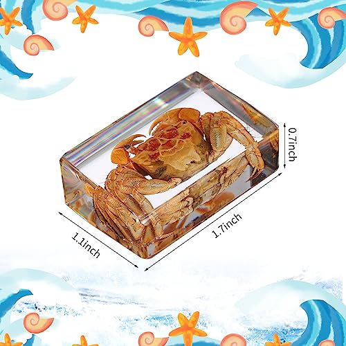 16 Pcs Ocean Animal Insect in Resin Specimen Bugs Collection Paperweights，16 Styles Real Bug Specimen Bug Kit Preserved in Resin for Scientific Educational Display Supplies (Ocean)