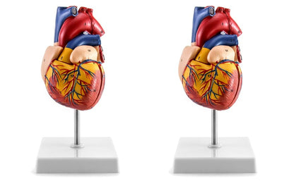 QWORK Human Heart Model, 2 Pack Anatomically Accurate Numbered 2-Part Life Size Heart Model with 34 Anatomical Structures, Held Together with Magnets on Base