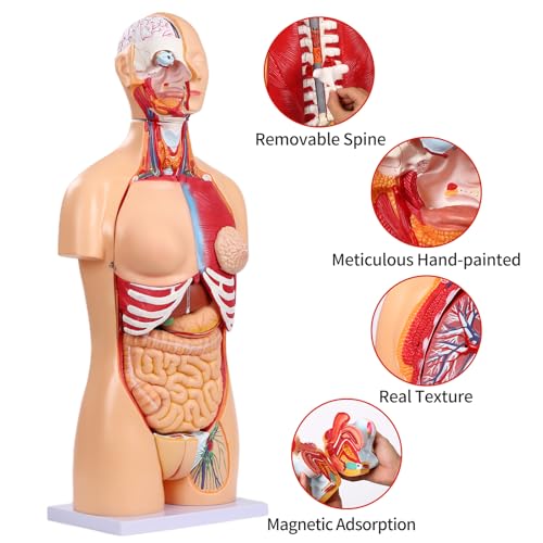SFXYJ Human Torso Anatomy Model 33.4", Dual-Sex 32 Part Removable Life-Size with Heart Head Skull Brain Visceral Muscular Layers Model Includes Product Manual for Medical Student Lab Classroom Use