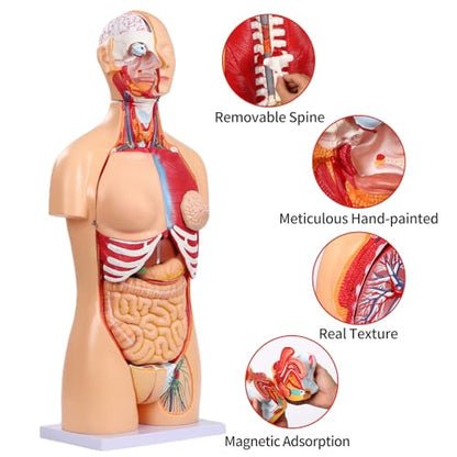 SFXYJ Human Torso Anatomy Model 33.4", Dual-Sex 32 Part Removable Life-Size with Heart Head Skull Brain Visceral Muscular Layers Model Includes Product Manual for Medical Student Lab Classroom Use