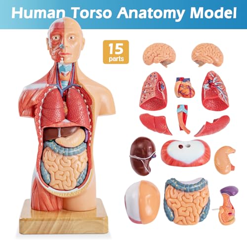 Human Body Model for Anatomy Study, 15 Part 11''