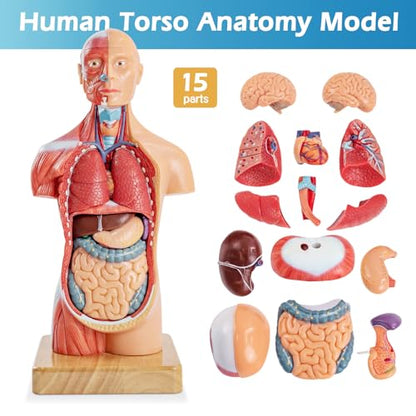 Human Body Model for Anatomy Study, 15 Part 11''