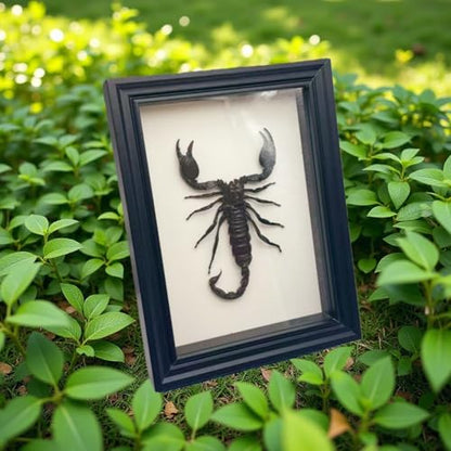 Real Scorpion Specimen - Mounted in a Frame