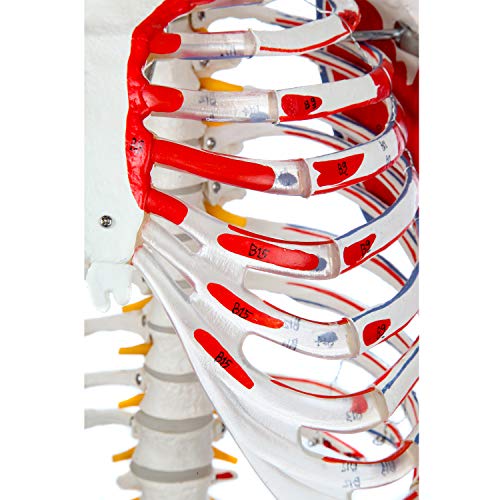 Axis Scientific Flexible Skeleton Anatomical Model