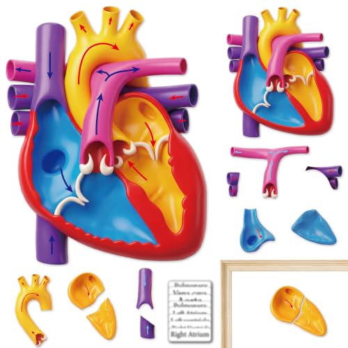Magnetic Heart Anatomy Model with Labels Clearly Heart Structure Magnets Decoration Magnetic Teaching Aids Science Anatomy Magnet for Lab Decorations Teacher Must Haves Teaching Aid