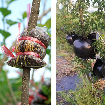 Tree Root Growing Box, Reusable Transparent Plants Asexual Reproduction Grafting Ball, High Pressure Air Layering Pods Propagation Kit (10pcs Meidum) - color: Black-m-10pack