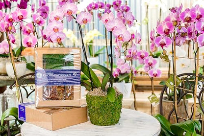 SuperMoss (90444 Orchid Potting Kit, Complete Orchid Care Set with Preserved Moss, Orchid Bark, Floral Clips and Stakes, 120 Cu. in., Spanish Moss, Natural - size: 120 Cu. In., style: Spanish Moss
