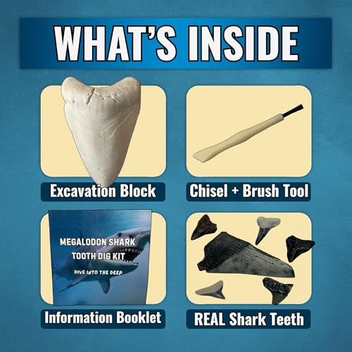 Megalodon Shark Tooth Dig Kit - Authentic Fossils Found in The USA(Megalodon Fragment Guaranteed + Lemon & Bull Shark Teeth) - Uncover Real Fossils - Perfect STEM Gift for Kids