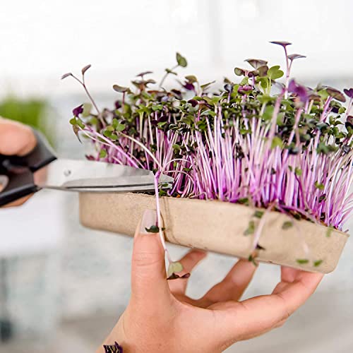 Back to the Roots DIY Microgreen Grow Kit, 6-Grow Variety Pack - color: Microgreen 6ct
