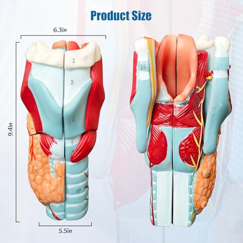 2X Enlarged Human Throat Model,5 Parts Human Larynx 3D Anatomy Model Laryngeal Muscles Cavity Bone with Labeled Numbered Product Manual Card and Removable PVC Base for Medical Education Study - size: 2X Enlarged