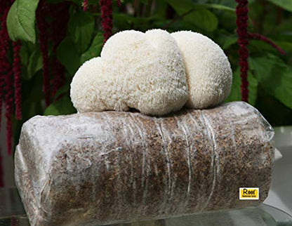 Lion’s Mane Mushroom Grow Kit, 4 lb (Packaging May Vary) - style: one kit