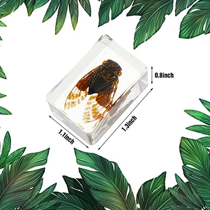12 Pcs Insect Specimens for Kids Bug Collection Kit, Butterfly - style: Butterfly