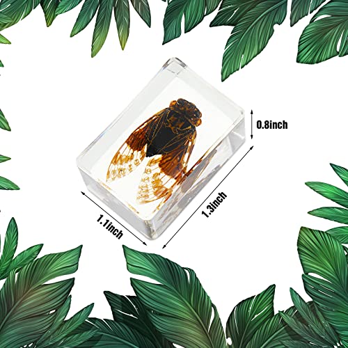 12 Pcs Insect Specimens for Kids Bug Collection Kit, Butterfly - style: Butterfly