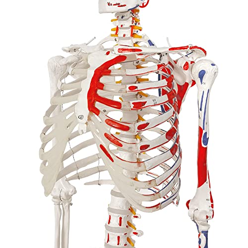 2026 New Human Skeleton Model,Anatomical Life Size Skeleton Replica