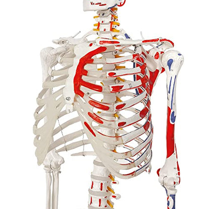 2026 New Human Skeleton Model,Anatomical Life Size Skeleton Replica