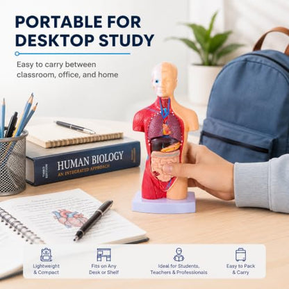 11 Inch Human Torso Anatomy Model, 15 Removable Parts
