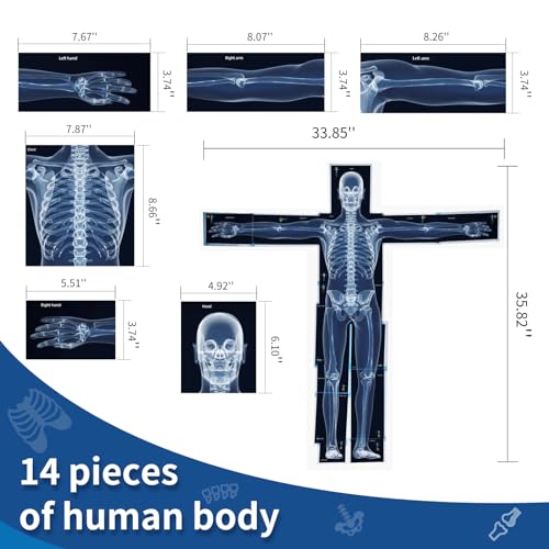 Human X-Rays for Kids' Light Table - 14-Piece Skeleton Puzzle & 7 Body System Charts (Nerves, Vessels, Lymphatic) - X-Ray Toys for Kids, STEM Toy for Light Table, School Projects & Doctor Role Play
