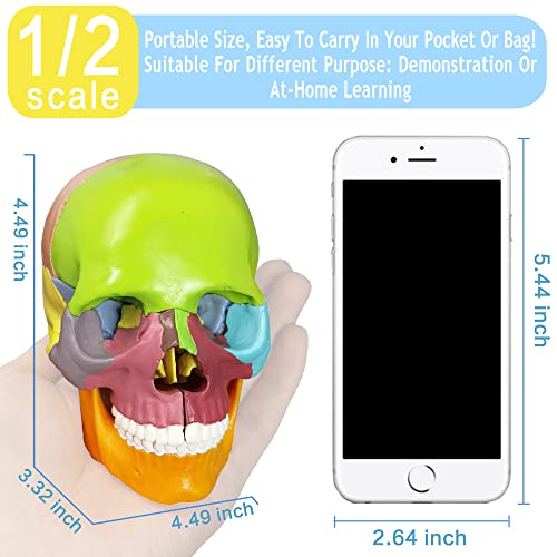 15-Part Puzzle Anatomy Skull Model,Colorful Exploded Brain Model Detachable