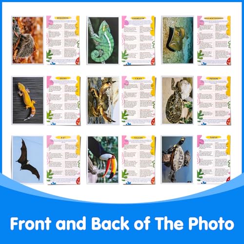 20 Pcs Animal Xrays and Picture Cards - Light Table Accessories
