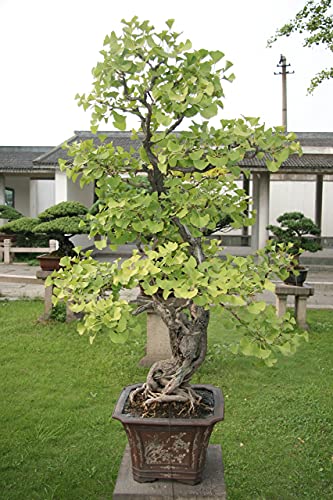 Jurassic Ginkgo | Tree Seed Grow Kit | The Jonsteen Company