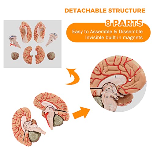 WICHEMI Human Brain Model Anatomy 8-Part Life Size Anatomical Model