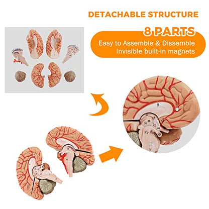 WICHEMI Human Brain Model Anatomy 8-Part Life Size Anatomical Model