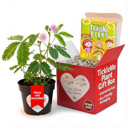 TickleMe Plant Lovers Box Grow Kit | Touch-Sensitive Plant that Closes Leaves When Touched or Blown a Kiss | Adult Plants Can Produce Sparkling Pink Flowers | Complete Indoor Grow Kit
