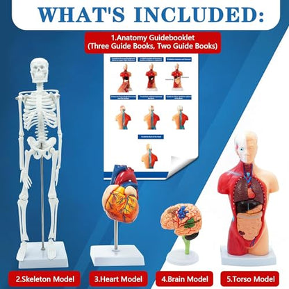 Human Anatomy Body Model Kit, Sets of 4 Human Heart Brain Torso and Skeleton Models Removable Parts with Anatomical Guide Booklet 3D Model Study for Kids Medical Student Educational Demonstration