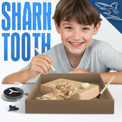 EGGBOX Shark Tooth Dig Kit Excavate 8 Shark Fossils Including Great White, Angel, Bullhead, Longnose, Sand Tiger Shark and so on. Great Science Gift for Marine Biology Enthusiasts of Any Age