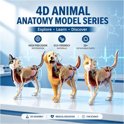4D Vision Cat Anatomy Model, 35 Detachable Parts, Plastic Educational Model - size: Cat Model