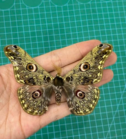 Real Caligula Anna Moth Unmounted Open Wings Taxidermy Specimen Art BU-133 - color: 1 Butterfly #133