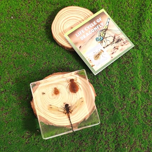 Lifecycle of Dragonfly in Resin, Real Dragonfly Specimens Block Nymph for Oddity Taxidermy Paperweight, Science Education Anatomy Model, Nature Decor Gift Mgrlfbl(Odonata) - size: Lifecycle Dragonfly