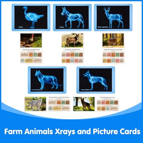 10 Pcs Farm Animal Xrays - Light Table Accessories - style: Farm Series