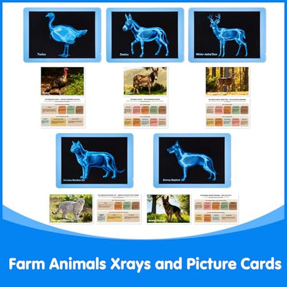 10 Pcs Farm Animal Xrays - Light Table Accessories - style: Farm Series