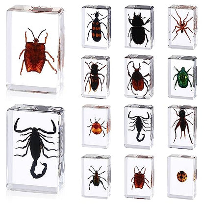 12 Pcs Insect in Resin Specimen Butterfly Bugs Collection Paperweights，12 Styles Real Bug Specimen Bug Kit Preserved in Resin for Scientific Educational Display Supplies (Insect)