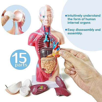 NEW HORIZON 15 PCS Removable Human Anatomy Torso Model 10.5 Inch Anatomical