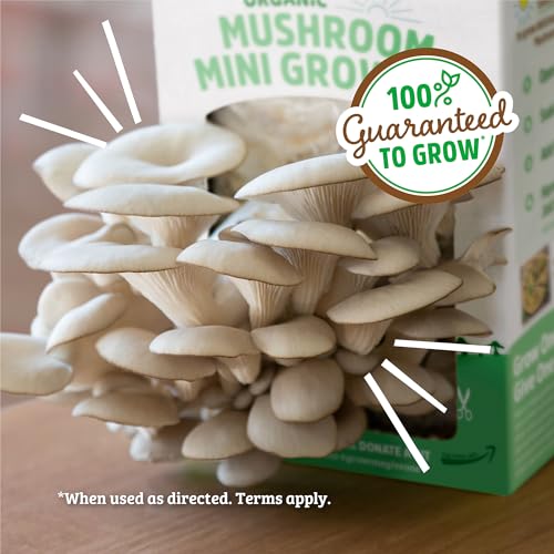 Back to the Roots Organic Mini Mushroom Grow Kit, Harvest Gourmet Oyster Mushrooms In 10 days, Top Gardening Gift, Holiday Gift, & Unique Gift - color: Mini