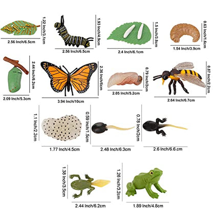 JOKFEICE 13pcs Insect Toys Life Cycle of Butterfly, Honey Bee & Frog Action Model, Plastic Bug Figurines, Early Educational Toys, Science Project, Christmas Birthday Gift for Kids