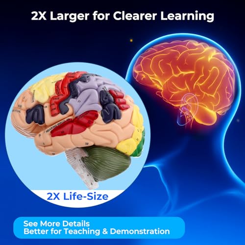 Human Brain Model, 2X Life Size Brain Anatomy Model, 4-Part Magnetic Detachable Brain Model with 131 Laser-Engraved Brain Structure Labels for Neuroscience, Psychology & Medical Education